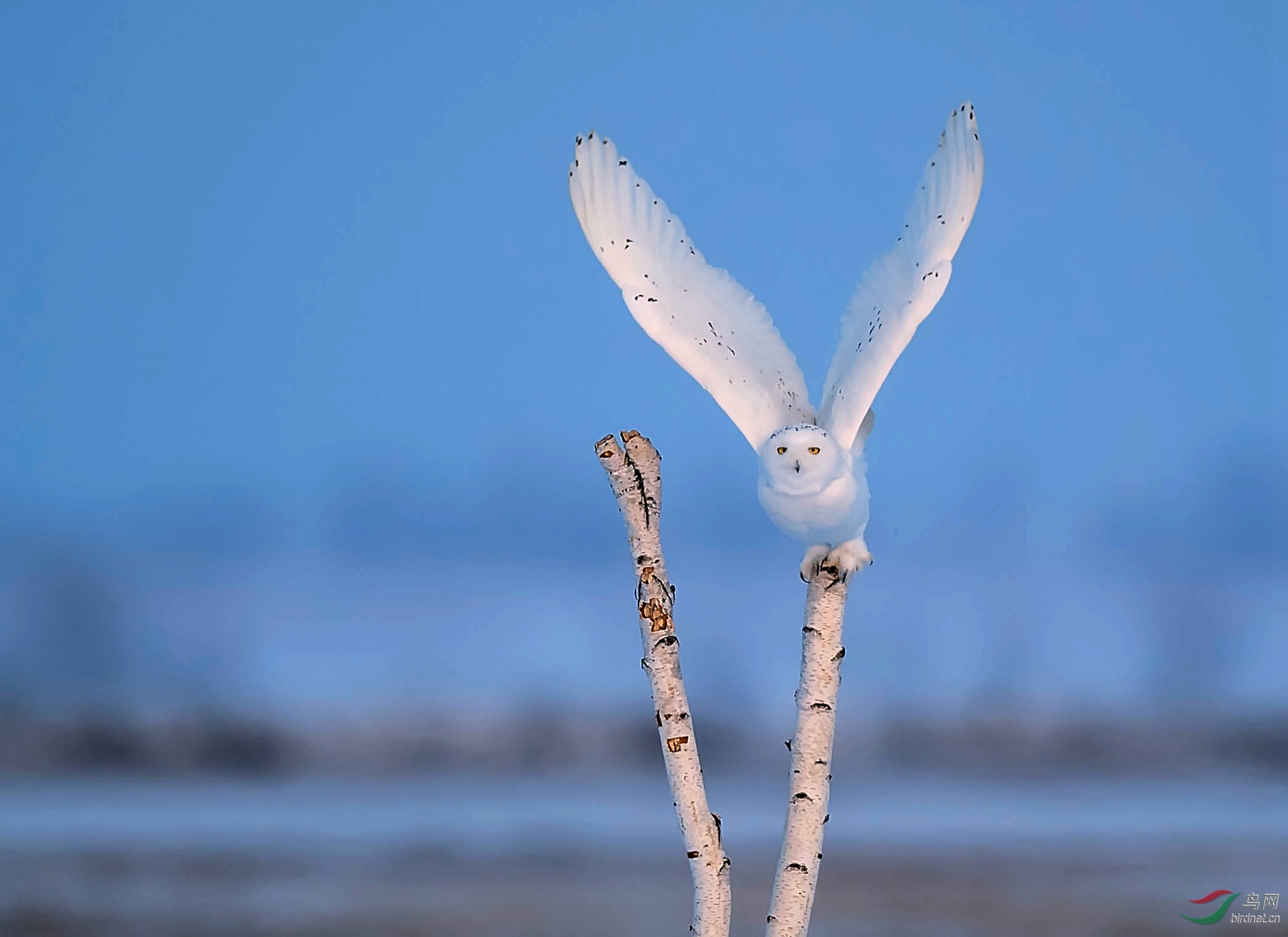 北极精灵——雪鸮 - 猛禽版 鸟网