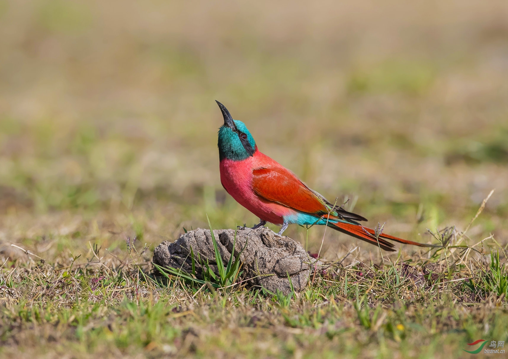 洋红蜂虎(祝贺荣获首页精华!