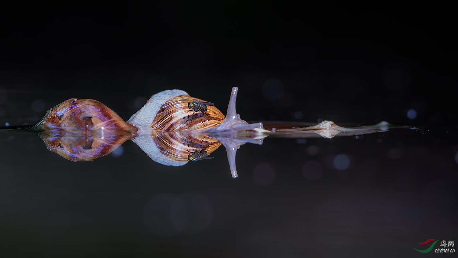 宇宙飞船一蜗牛