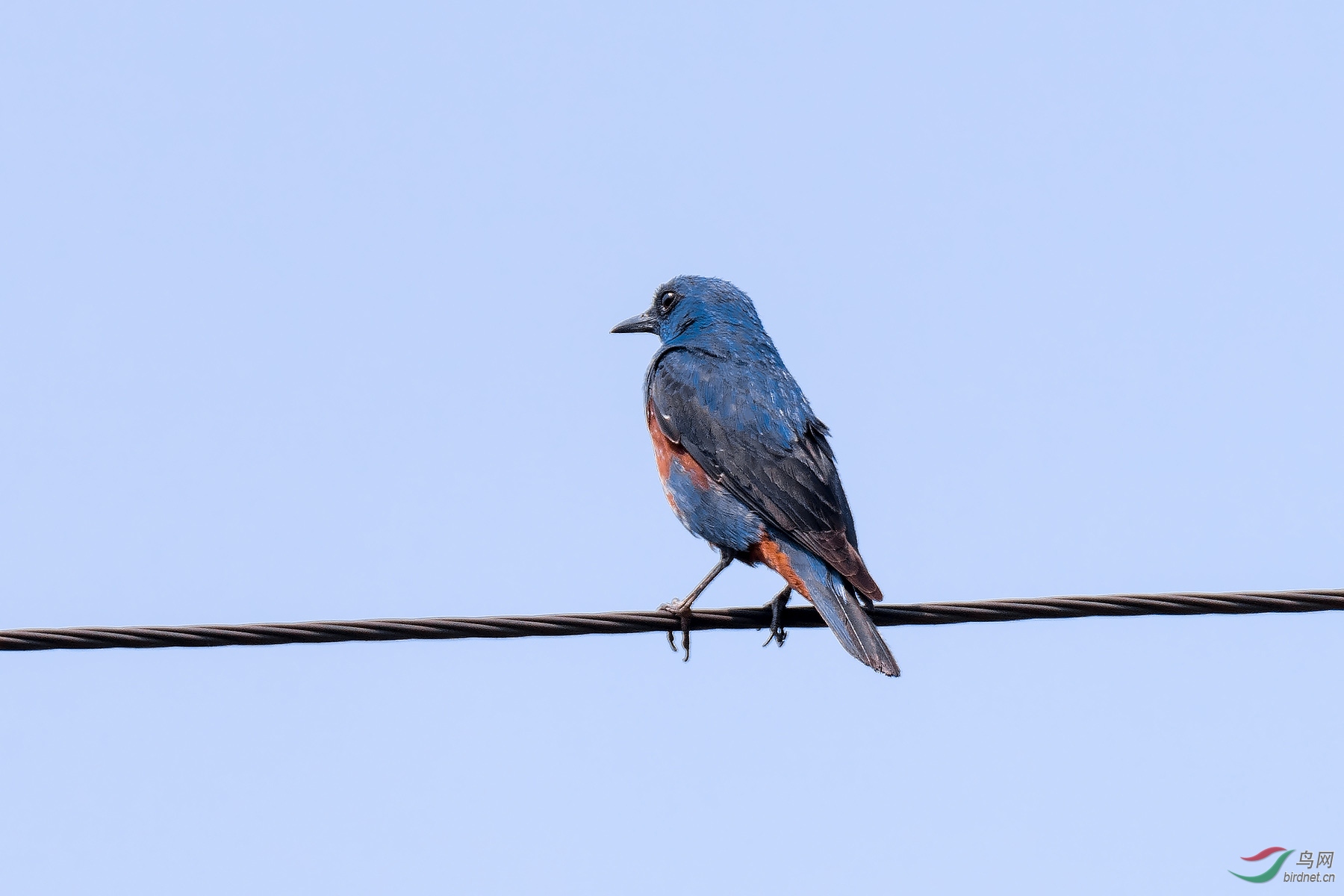 不理你 - 辽宁版 liaoning 鸟网