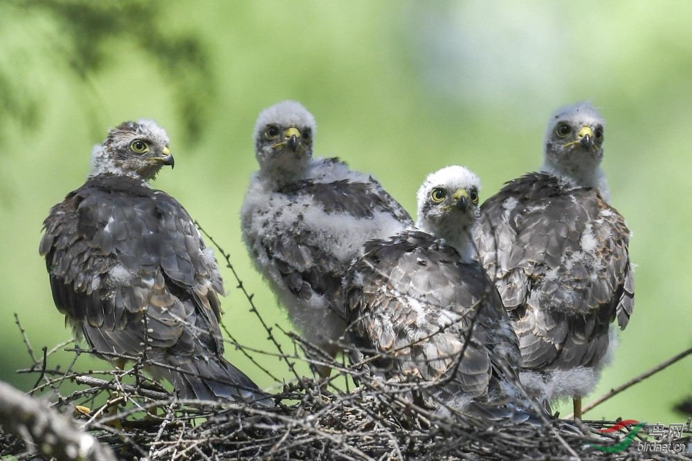 灰脸鵟鹰和雀鹰幼崽