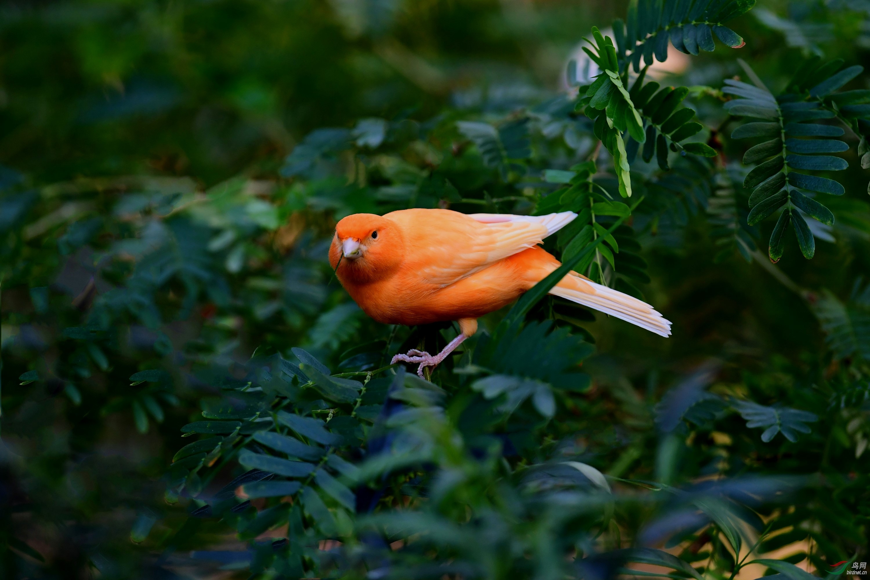 【桔色鸟更鲜艳】