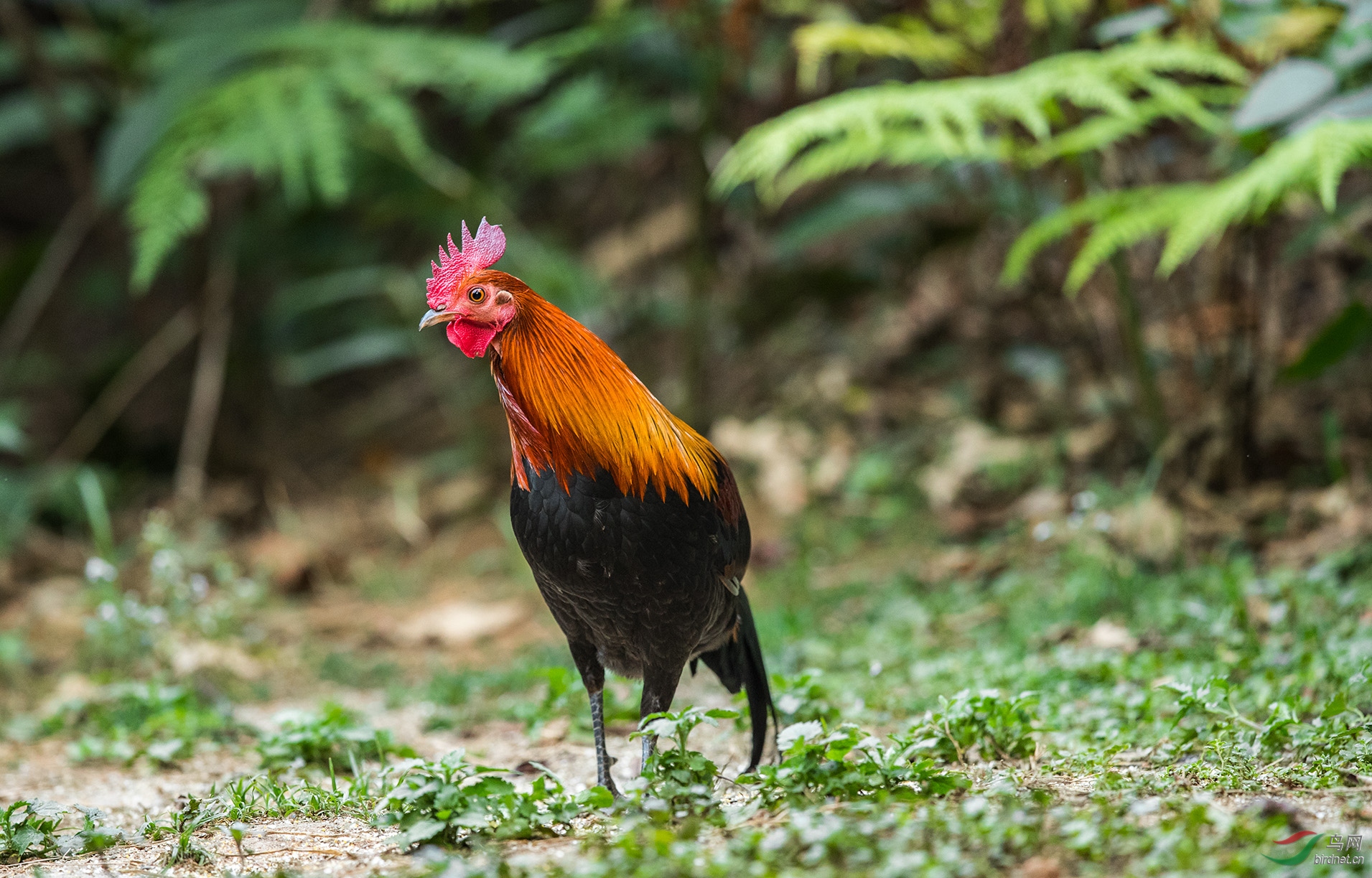 雄鸡,