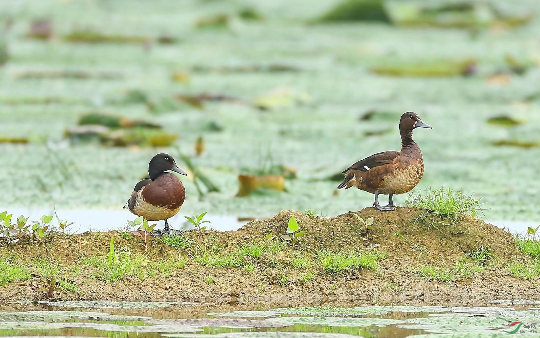悠然自闲的青头鸭
