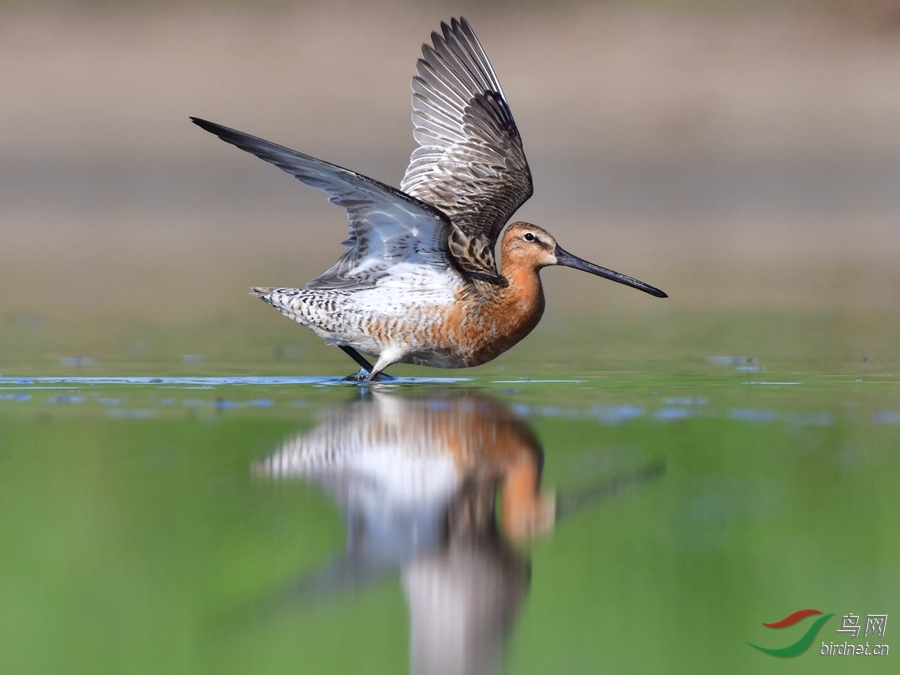 半蹼鹬展翅 - 陕西版 shanxi 鸟网