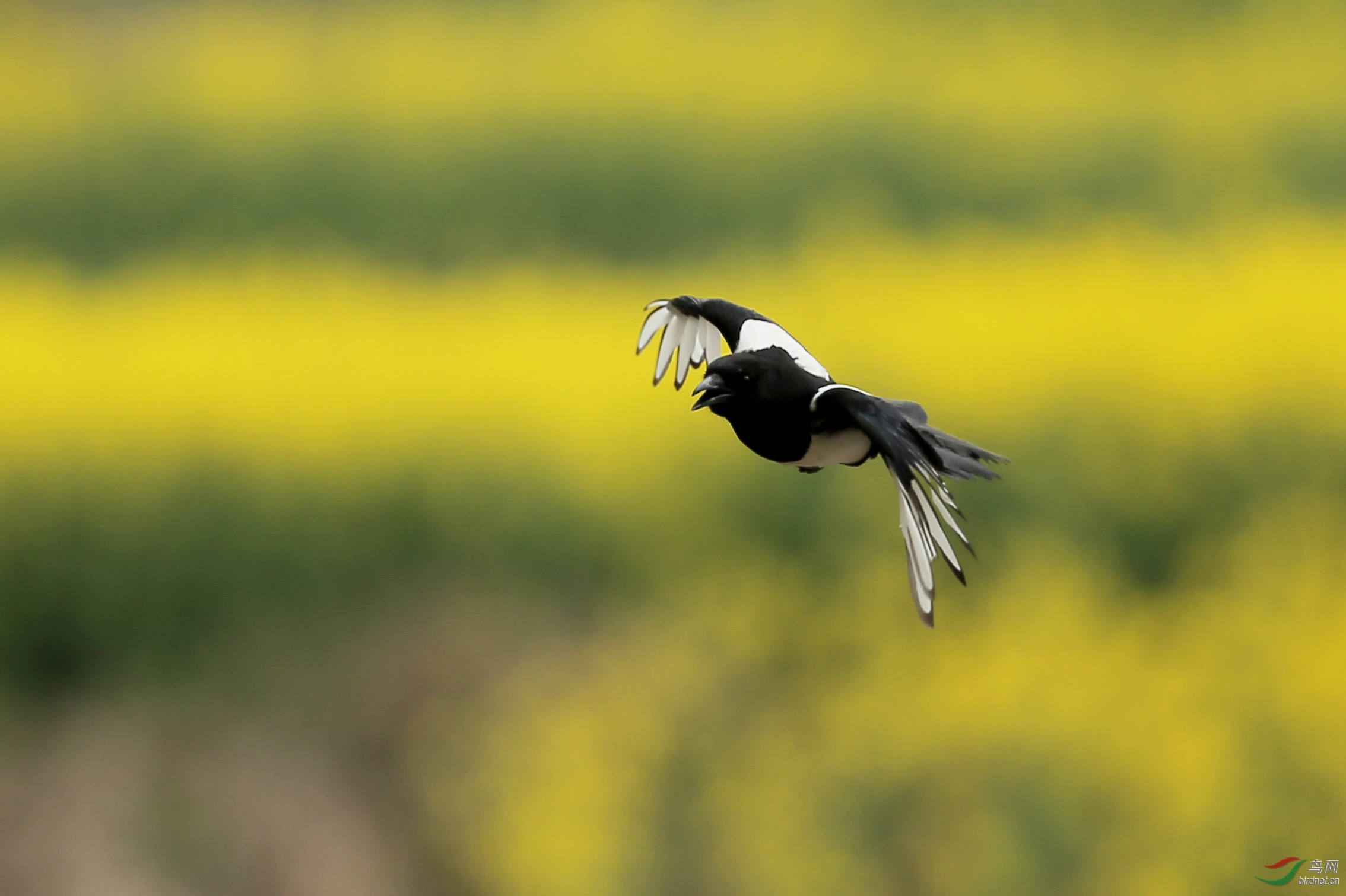 菜花黄喜鹊叫