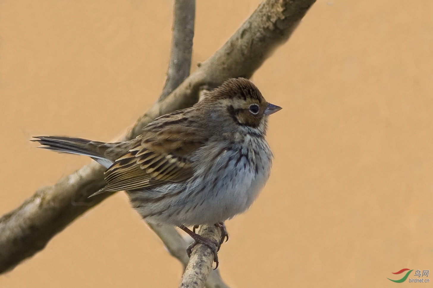 小鹀- 宁夏版 ningxia 鸟网