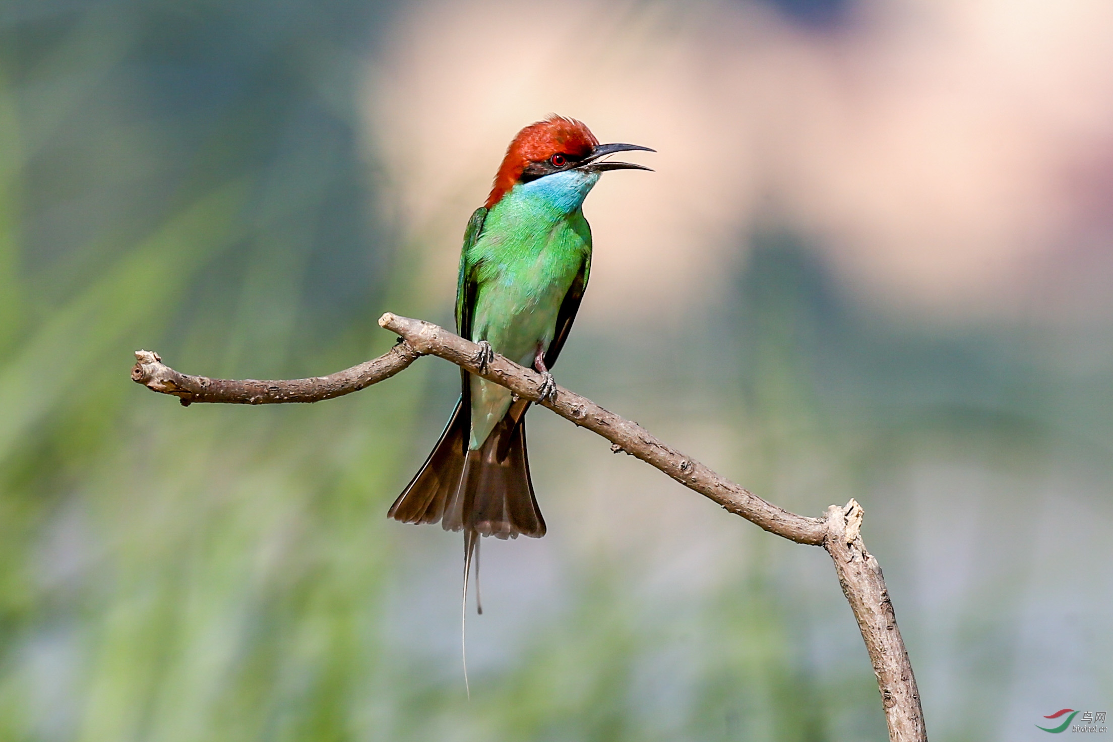 蓝喉蜂虎 - 贵州版 guizhou 鸟网