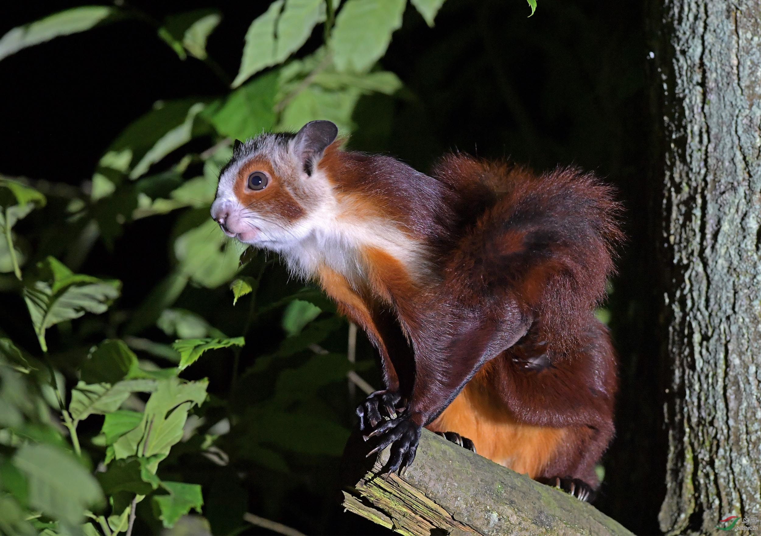 红白鼯鼠萌萌嗒