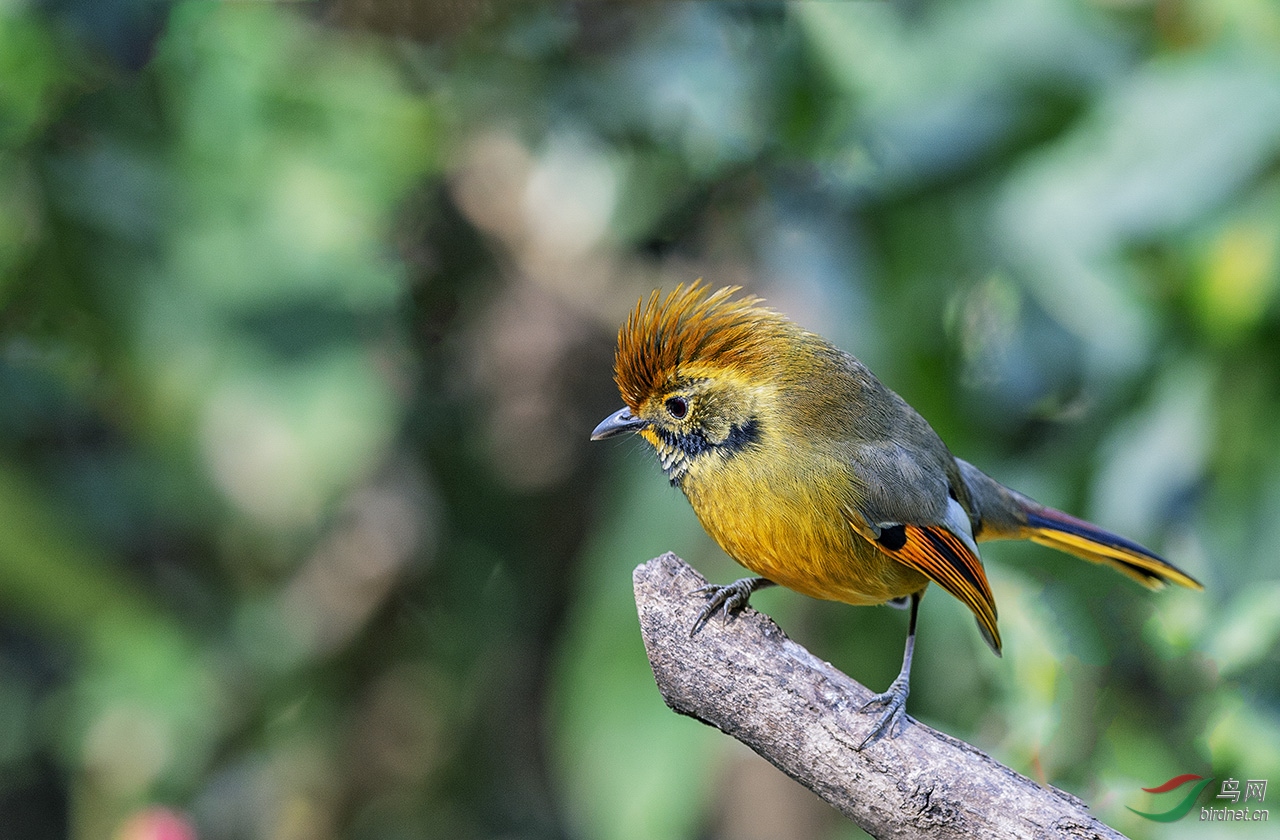 斑喉希鹛 - 上海版 shanghai 鸟网