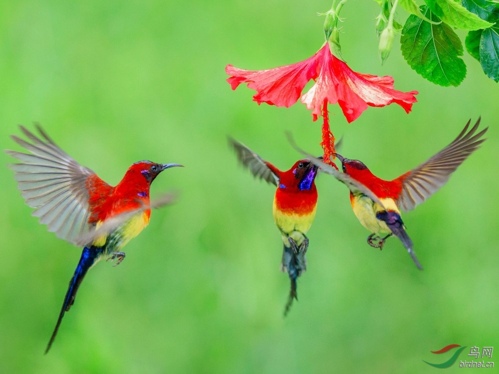 三飞黄腰太阳鸟
