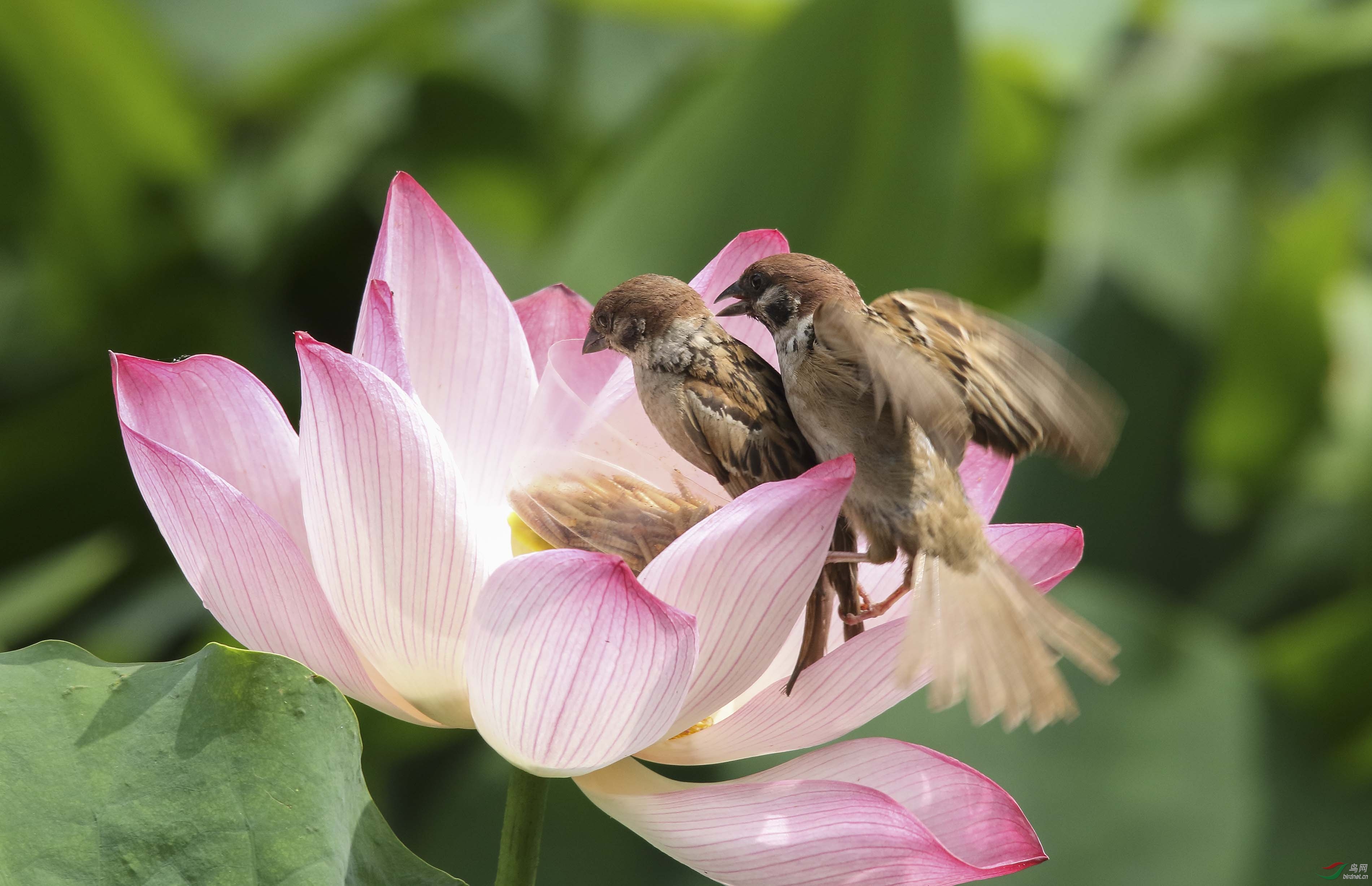 荷花上秀恩爱的麻雀