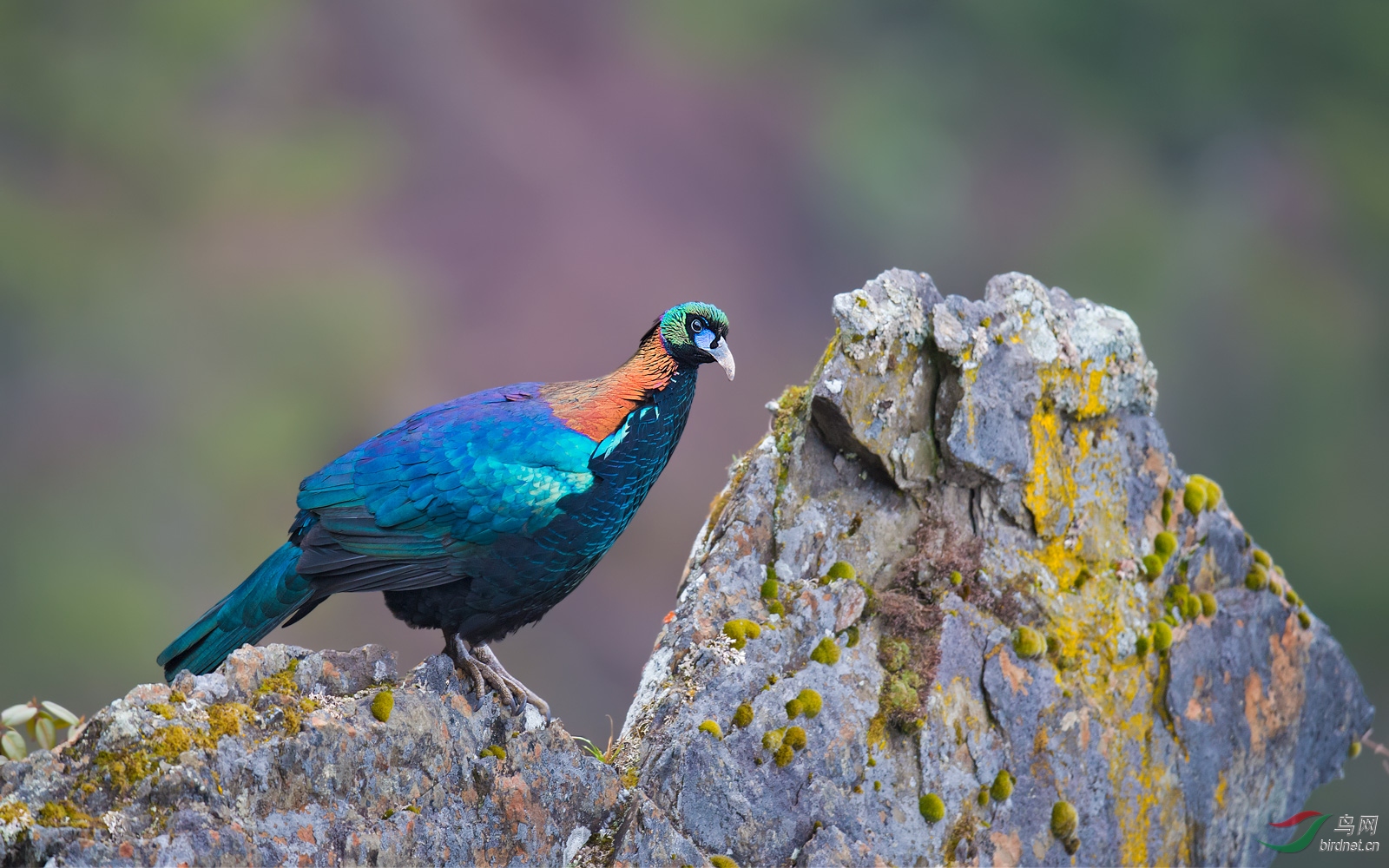 绿尾虹雉 - 陕西版 shanxi 鸟网