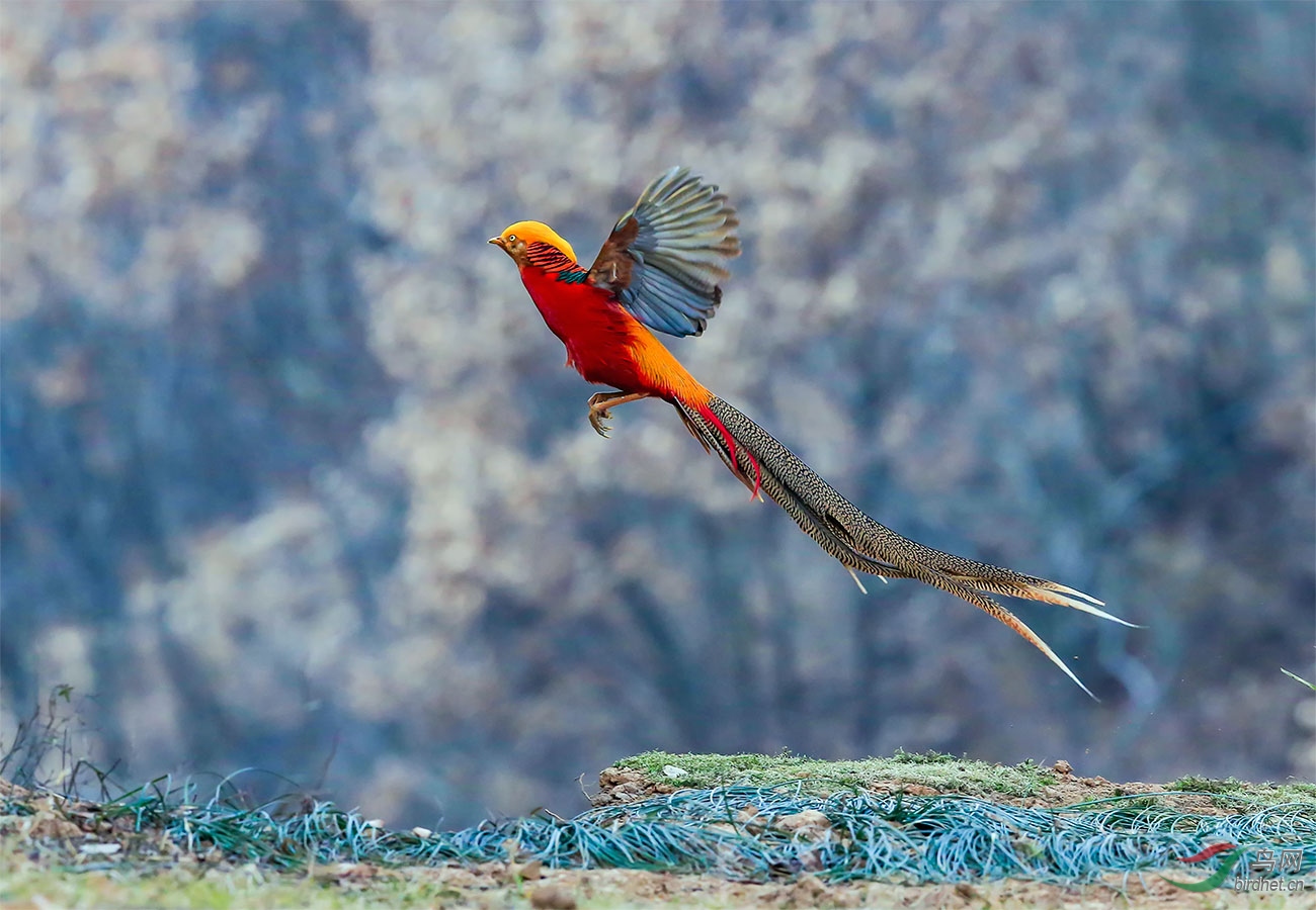 紧急起飞-红腹锦鸡 - 云南版 yunnan 鸟网