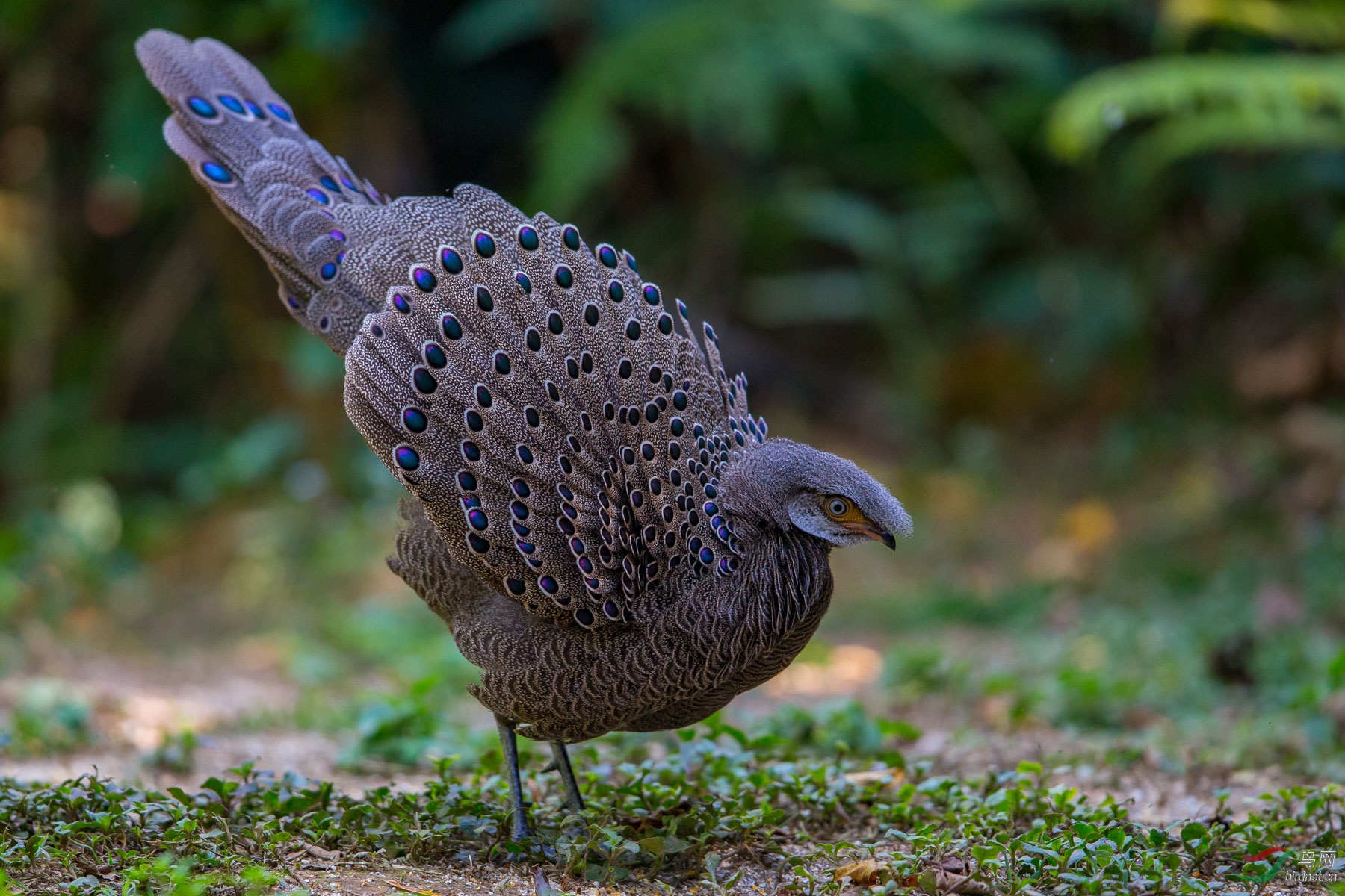 灰孔雀雉