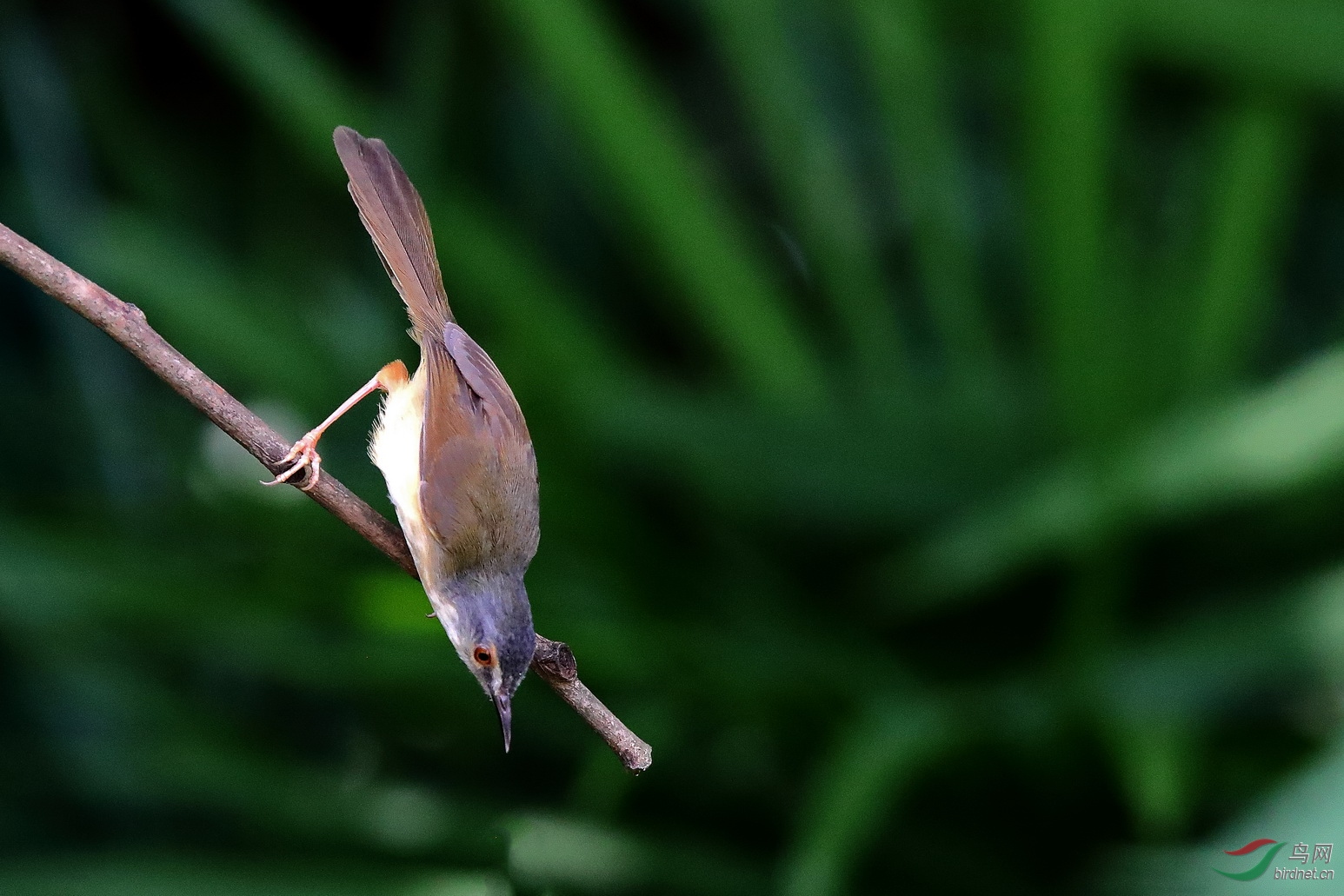 好奇的焦莺. - 广西版 guangxi 鸟网