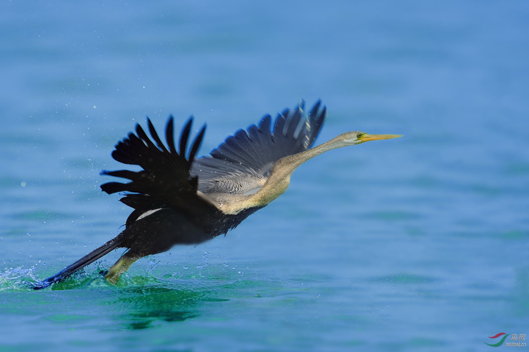 黑腹蛇鹈 - 皇城根拍鸟e族 鸟网