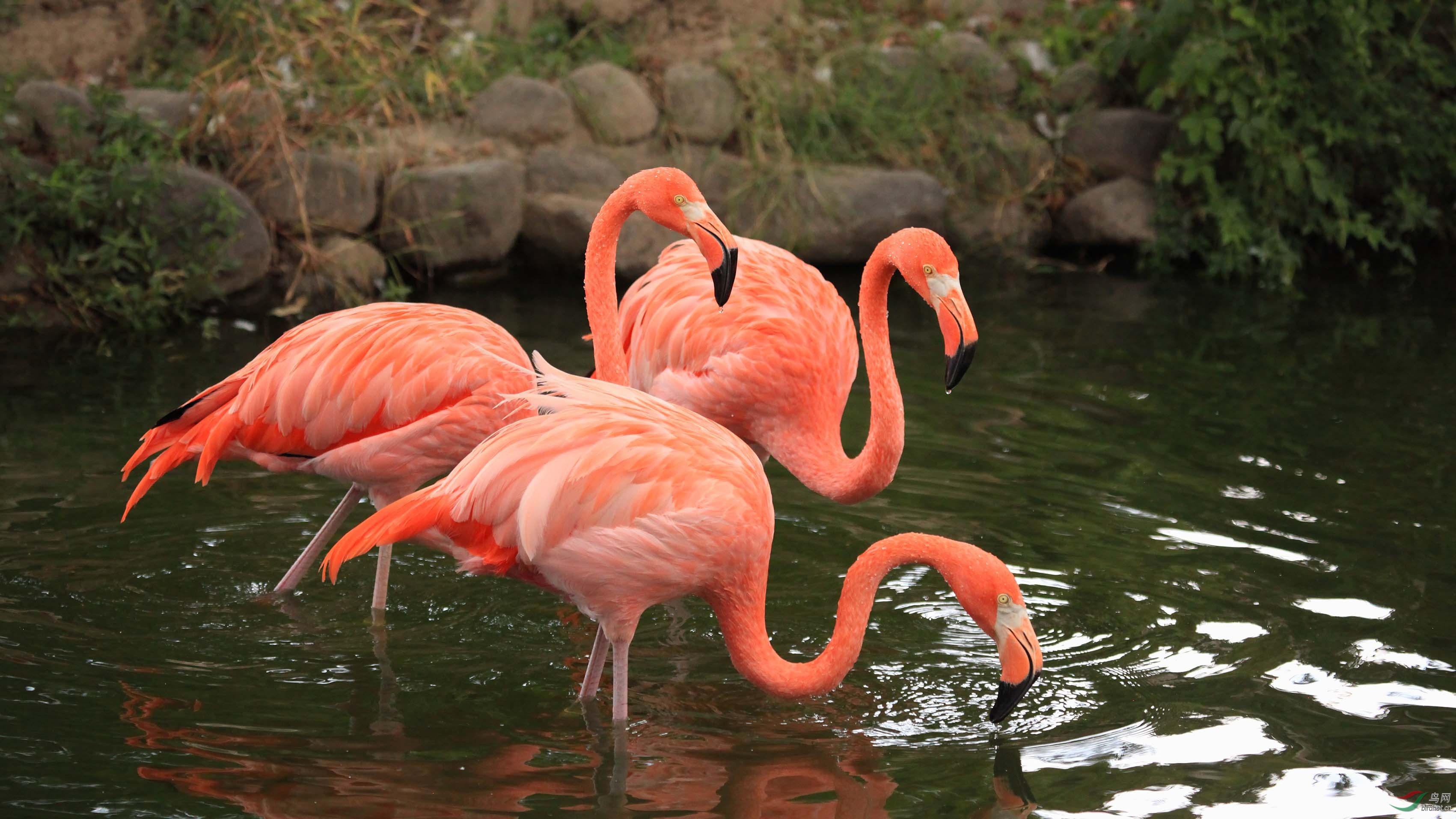 火烈鸟 - 内蒙古版 neimenggu 鸟网