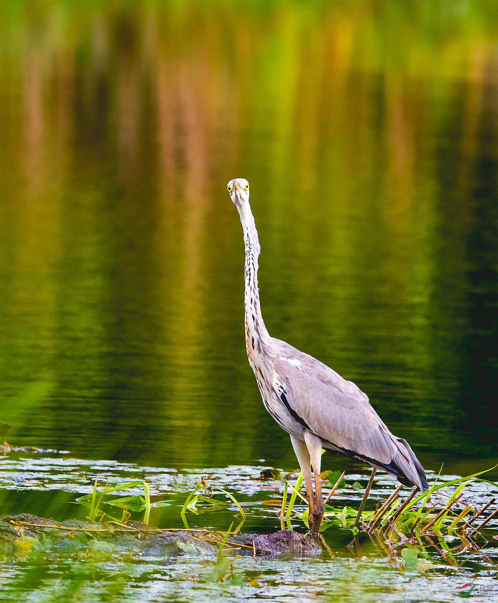 长脖老等 - 黑龙江版 heilongjiang 鸟网