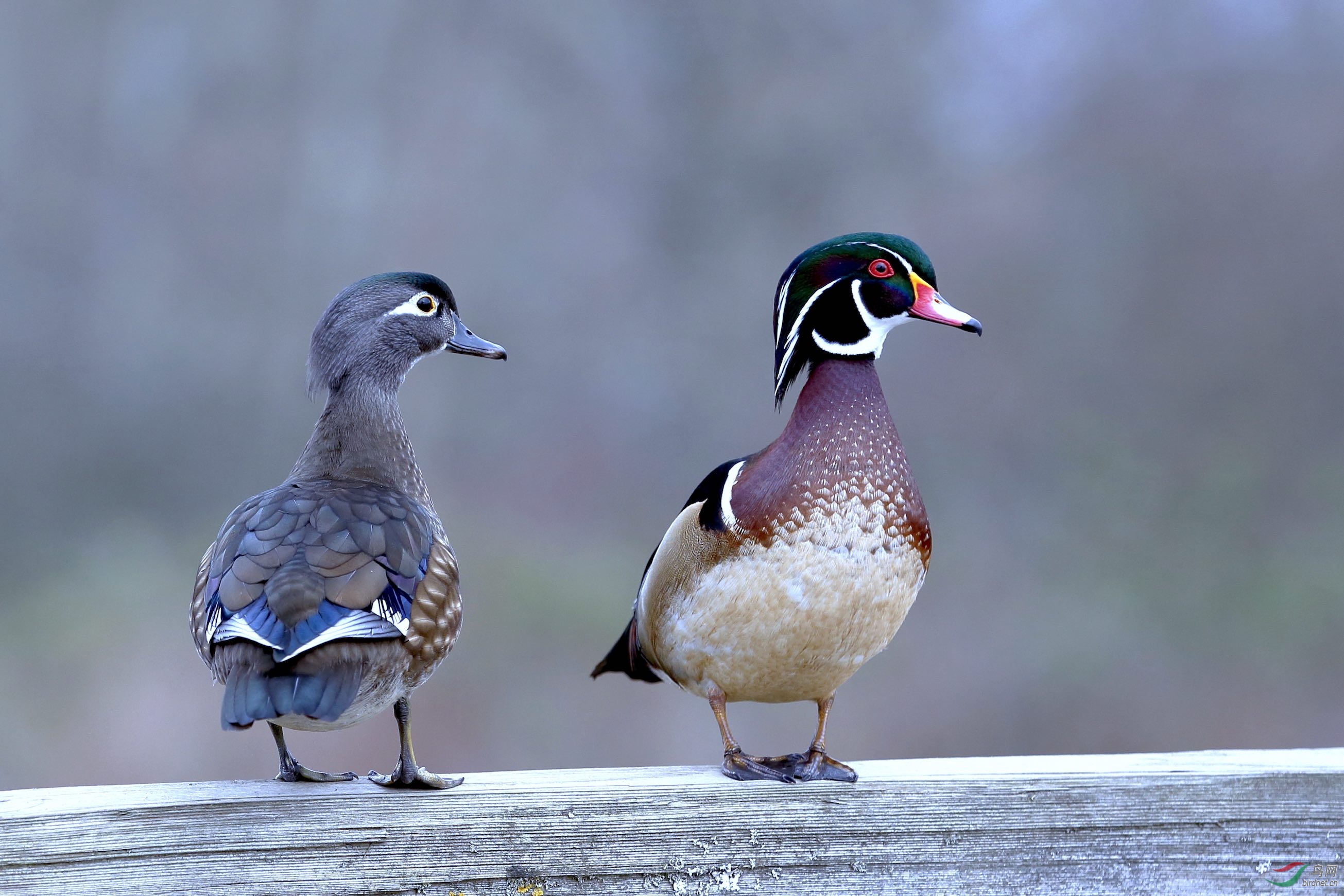 展示------林鸳鸯一对