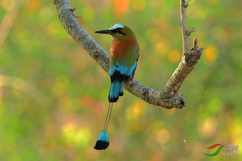 哥斯达黎加的绿眉翠鴗 - 山东版 shandong 鸟网