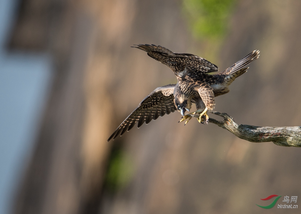 雏鹰【游隼】学飞