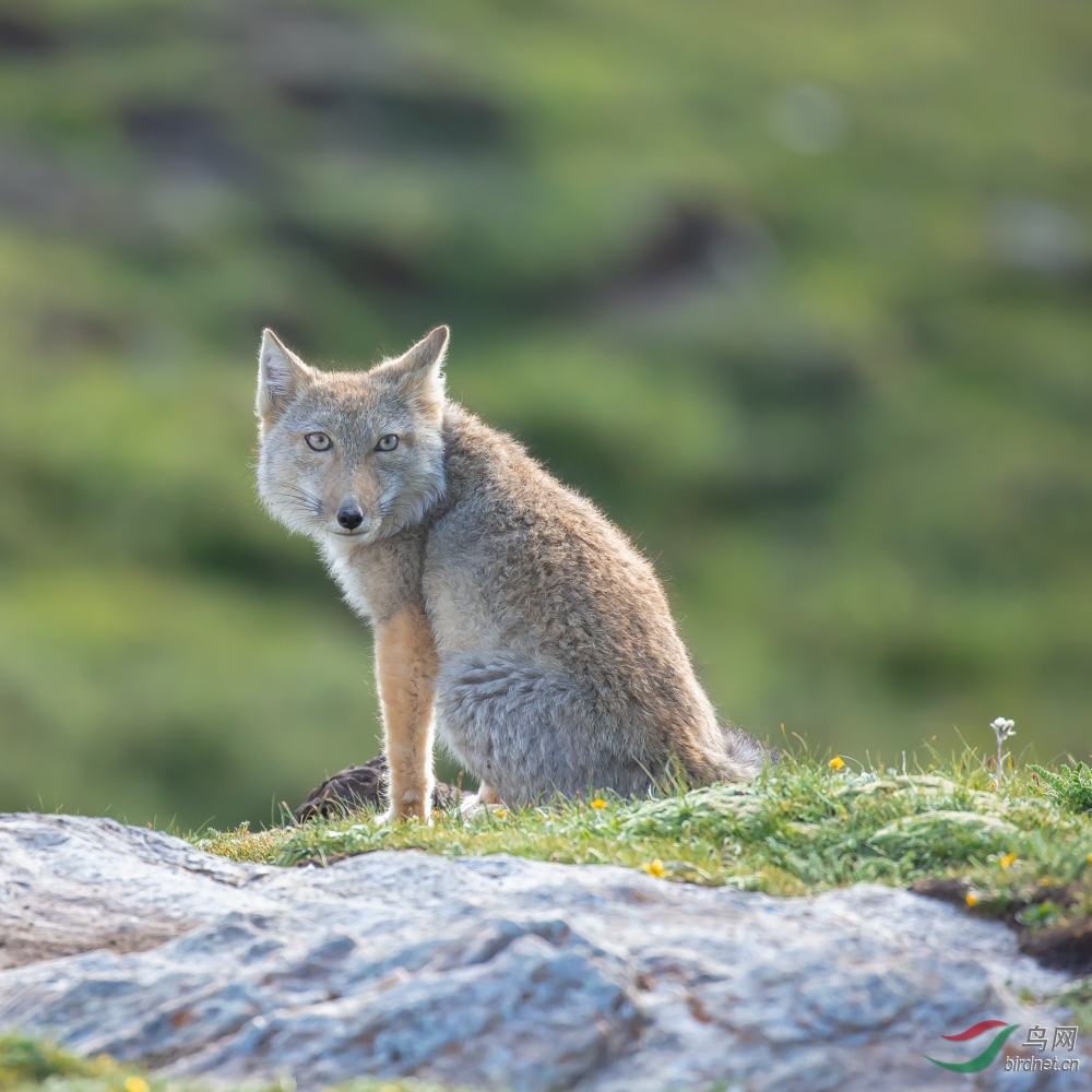 高原狐狸