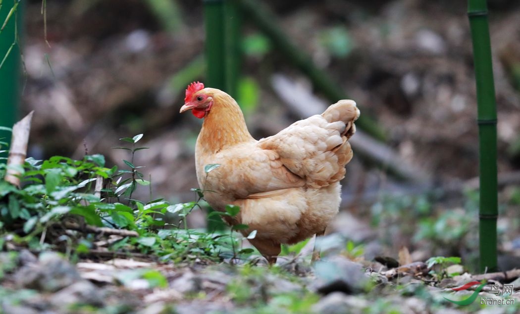 鸡1.jpg