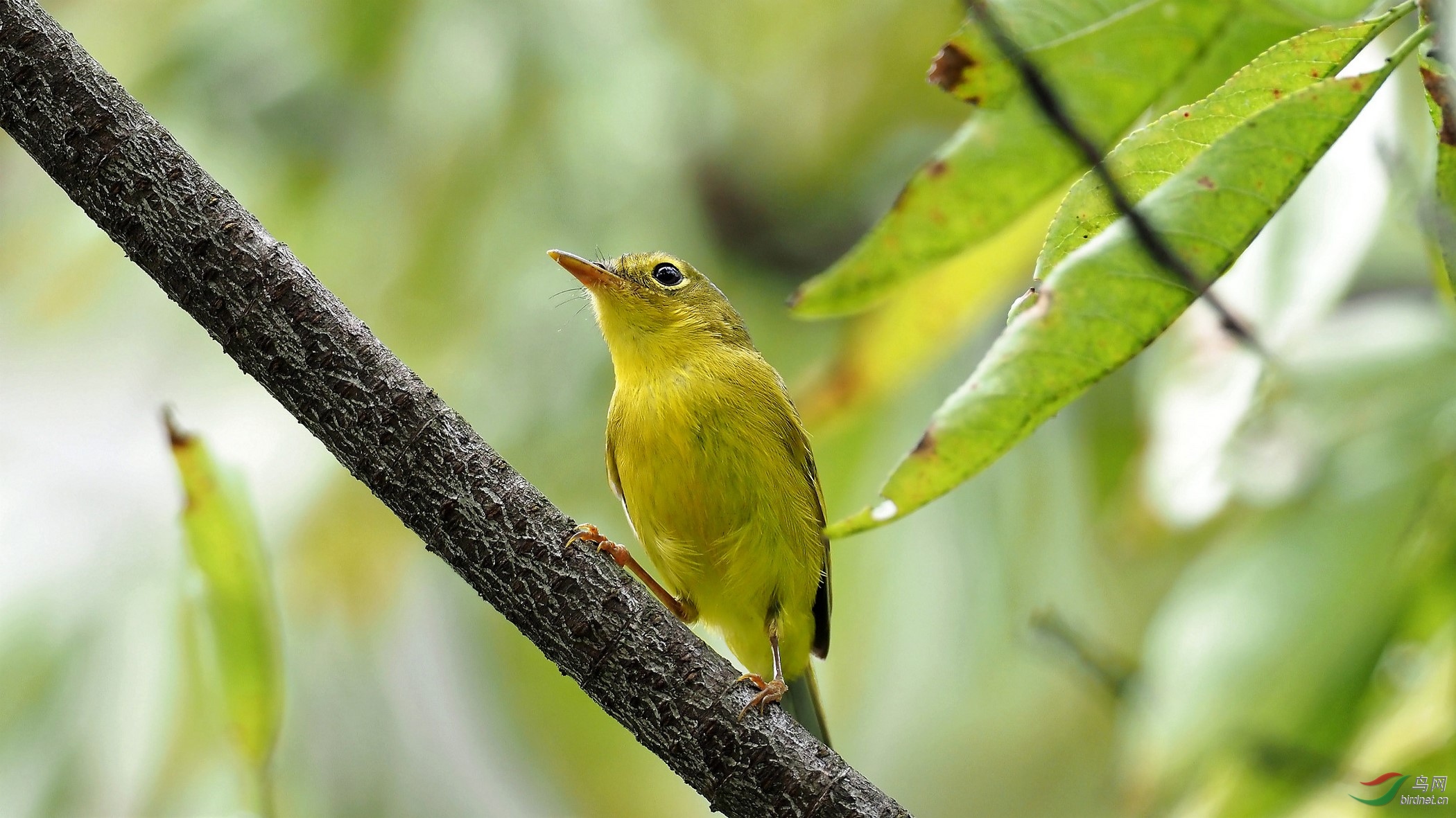 川大天使林中的小天使——金眶鹟莺!