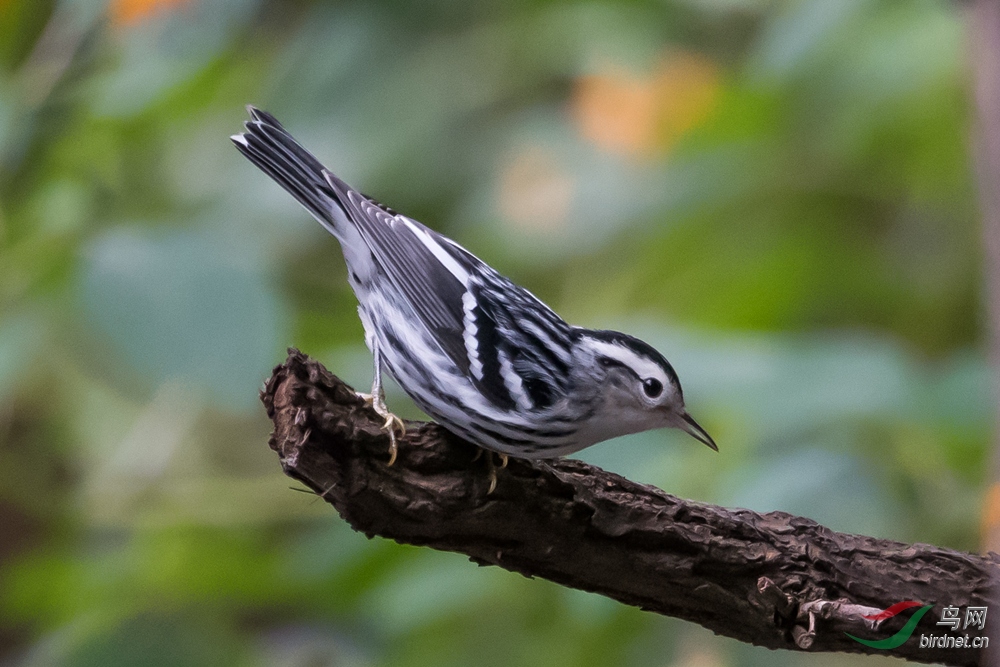 黑白莺,一个过目不忘的鸟名.black-and-white warbler.