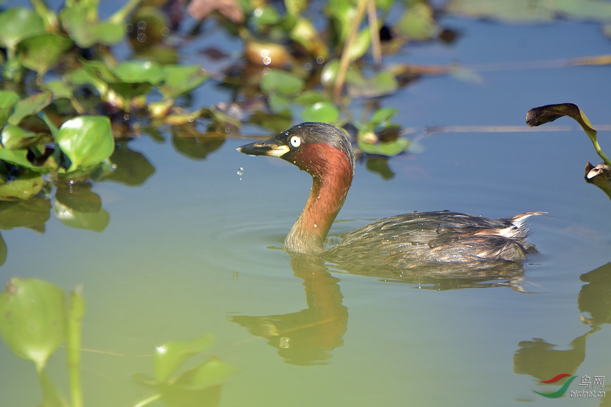 小pt - 广西版 guangxi 鸟网