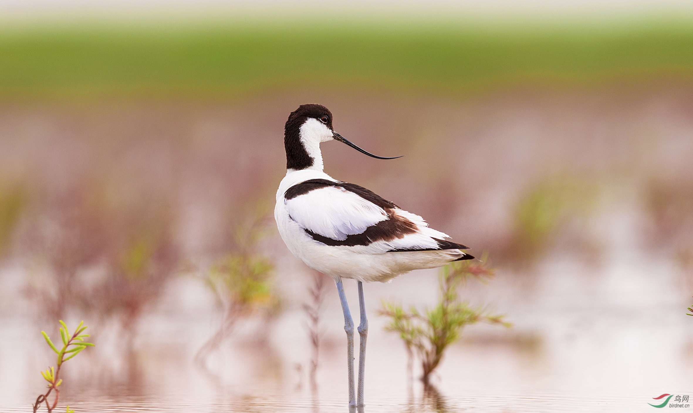 反嘴鹬 - 辽宁版 liaoning 鸟网