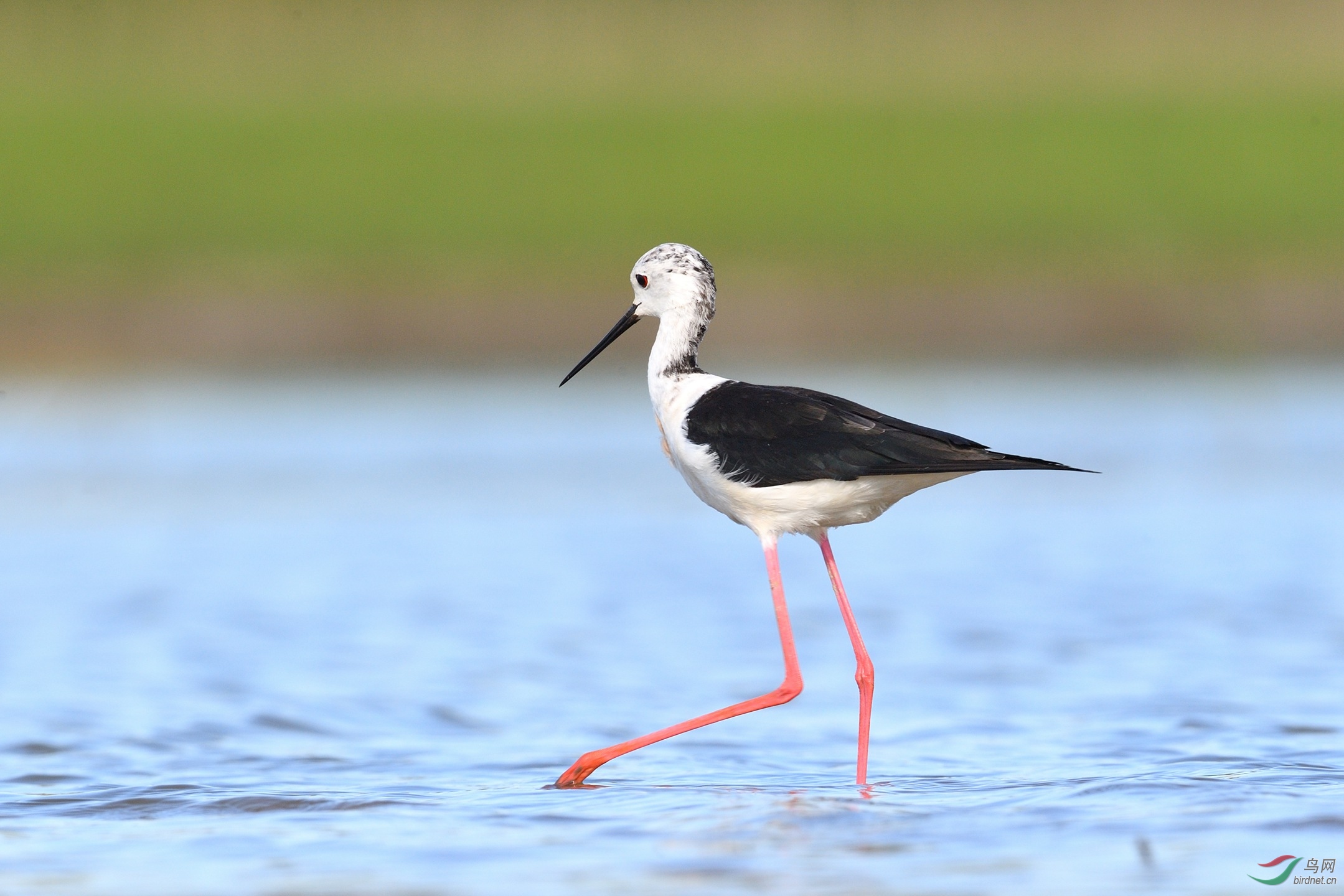鹬- 辽宁版 liaoning 鸟网