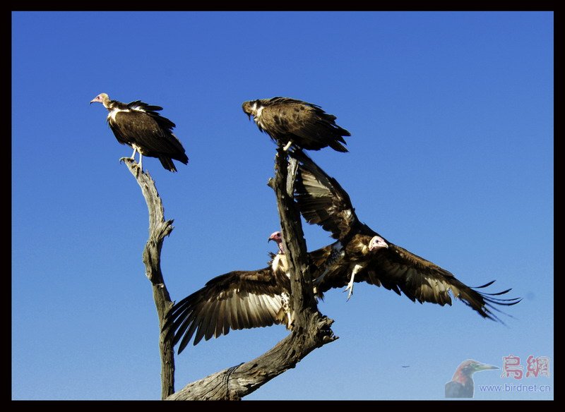 (冠兀鹫)[原创]秃鹫