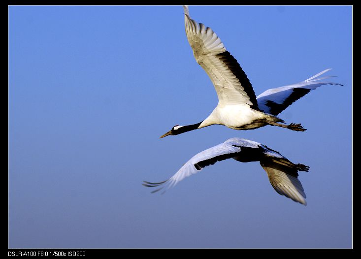 (丹顶鹤)比翼双飞