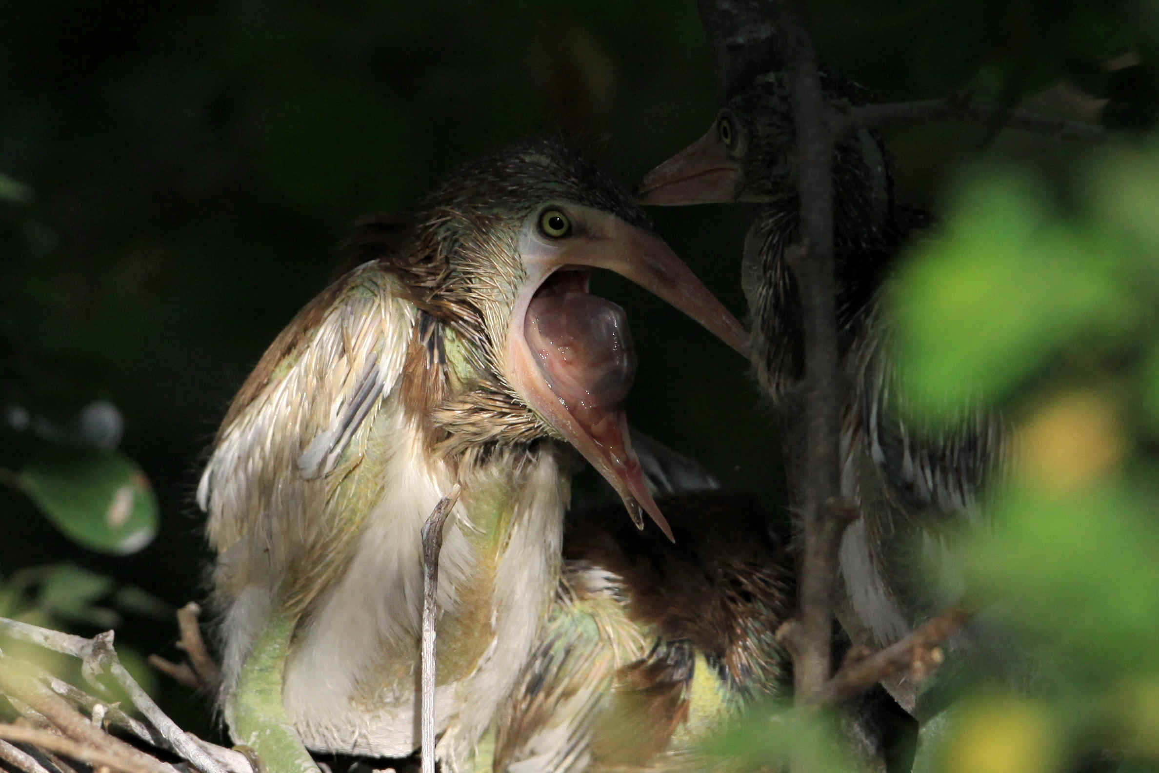 拍到了池鹭雏鸟