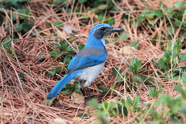 2017美国加州一号公路鸟类摄影活动召集