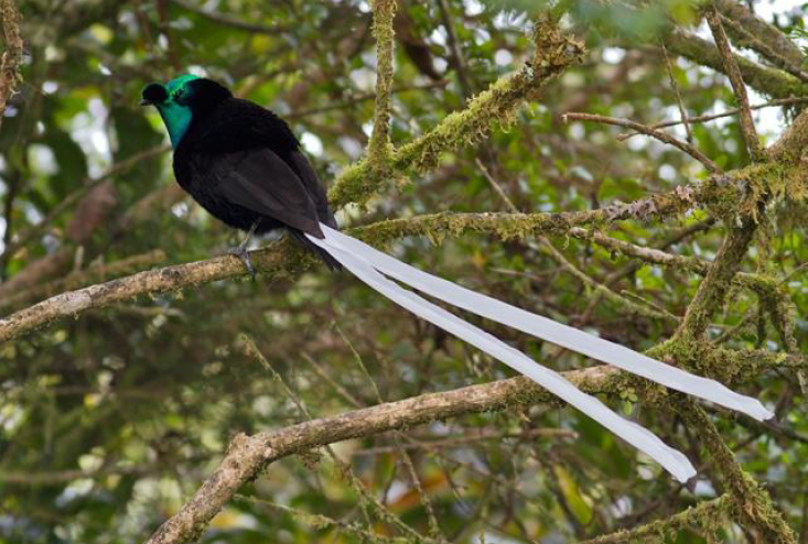 1487822418169414.png blob.png