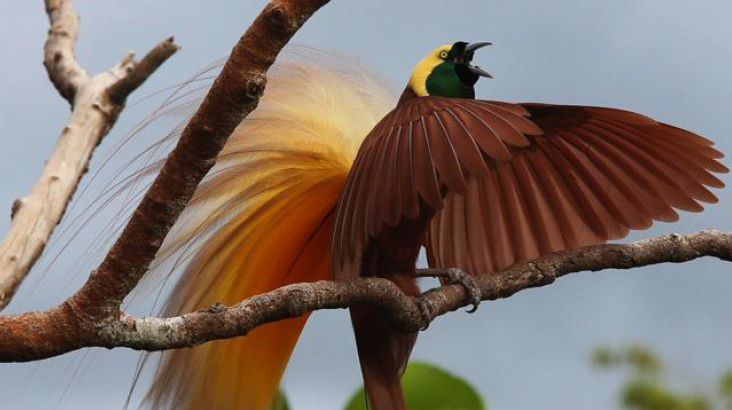 1487822441454529.png blob.png