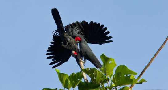 1487822521163606.png blob.png