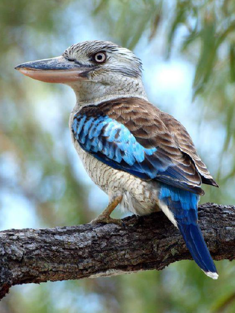 1487822566367740.png blob.png