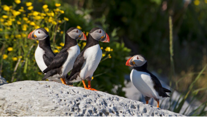 1489625530945433.png blob.png