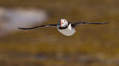 1489625539746017.png blob.png