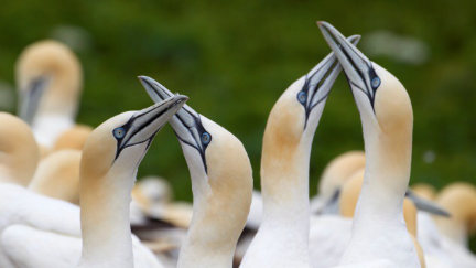 1489625546420707.png blob.png