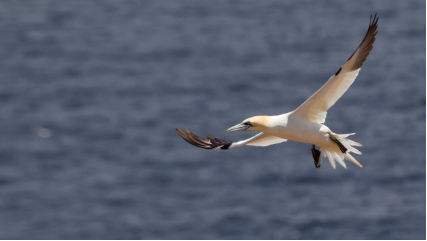 1489625557165206.png blob.png