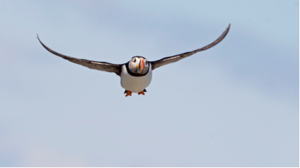 1489625561581040.png blob.png