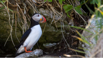 1489625565386690.png blob.png