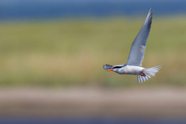 1489625573859064.png blob.png