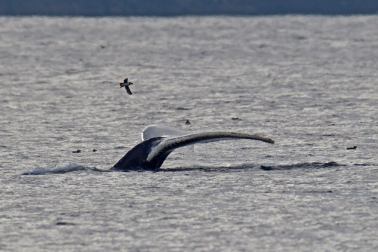 1489625577285527.png blob.png