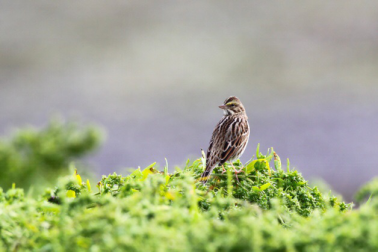 1489625582520358.png blob.png